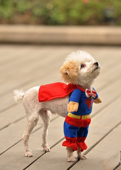 Photo:  superDog